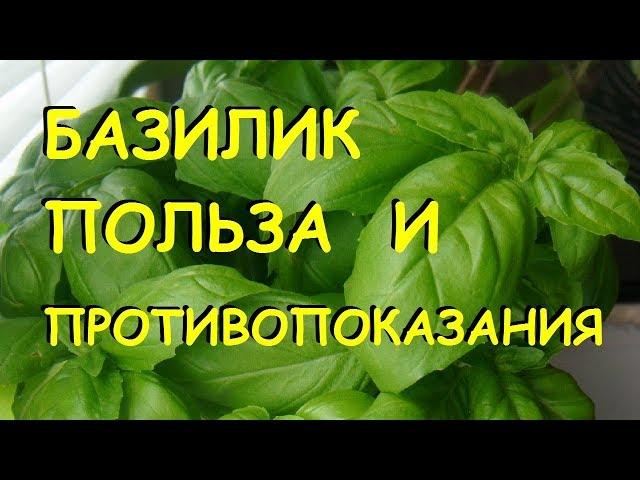 Базилик. Польза и вред. | Benefits of basil (in Russian language)