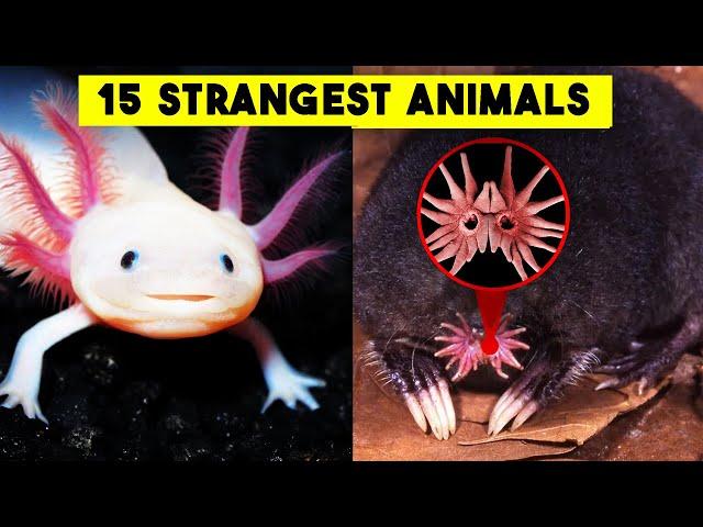 15 STRANGEST Animals On Earth You Don't Know Exist