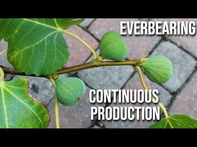 Everbearing Fig Trees: How to Make Fig Trees Produce MORE Fruit - CONTINUOUS PRODUCTION