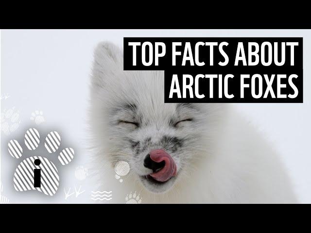 Top 10 Arctic Fox Facts | Animal Fun Facts | WWF