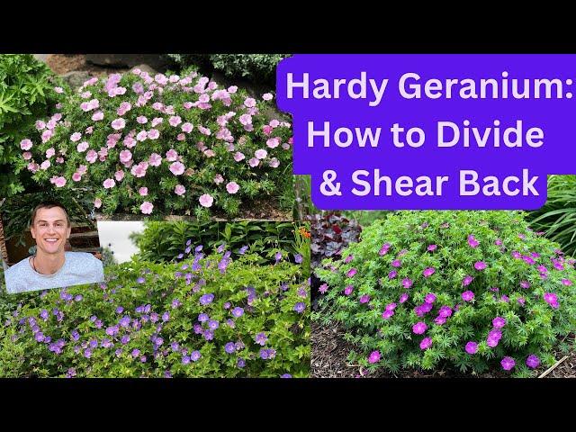 HARDY GERANIUM: How to Divide & Shear Back for more Flowers