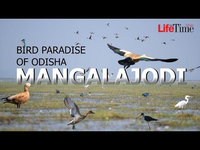 Exploring Mangalajodi | Migratory Birds Heaven in Odisha | Bird Sanctuary in Chilika Lake