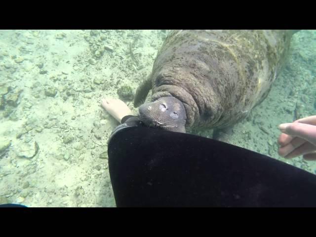 Curious Baby Manatee