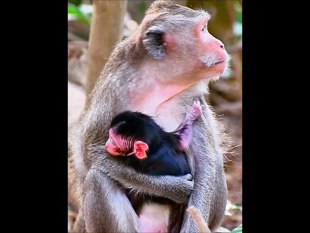 Adorable nice newly baby monkey