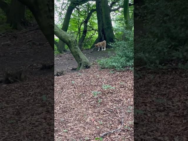 Akita Inu: kleiner Teddybär kommt zu mir #akita #tierschutz #tiere