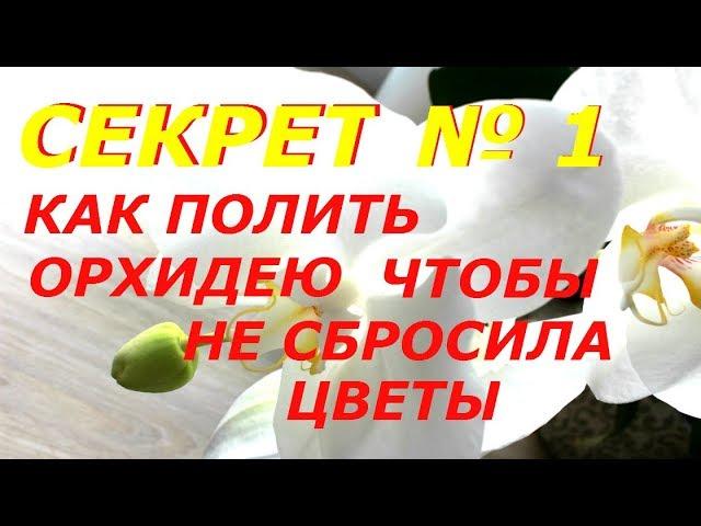 КАК ПОЛИТЬ ЦВЕТУЩУЮ ОРХИДЕЮ, ЧТОБЫ ОНА НЕ СБРОСИЛА ЦВЕТЫ   ПОЛИВ ОРХИДЕИ ФАЛЕНОПСИС