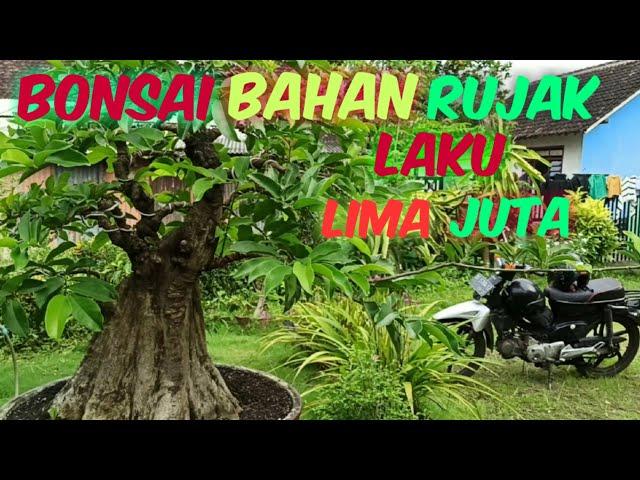 BONSAI UNTUK BAHAN RUJAK YANG BAHANYA SUDAH LANGKA