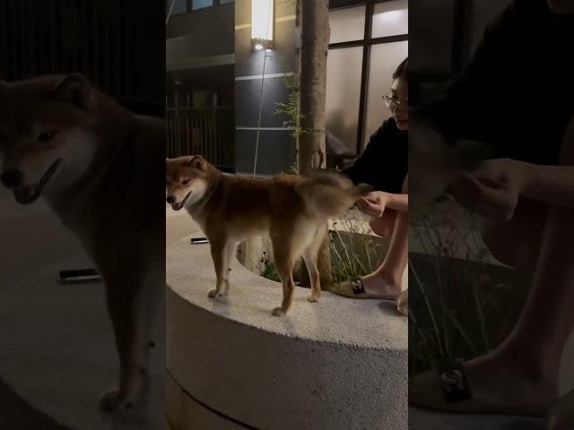 柴犬除毛秀～