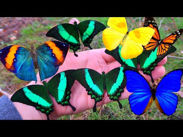 My Pets: Butterflies (& Moths)  compilation (by Bart Coppens) - Butterflies as Friends!