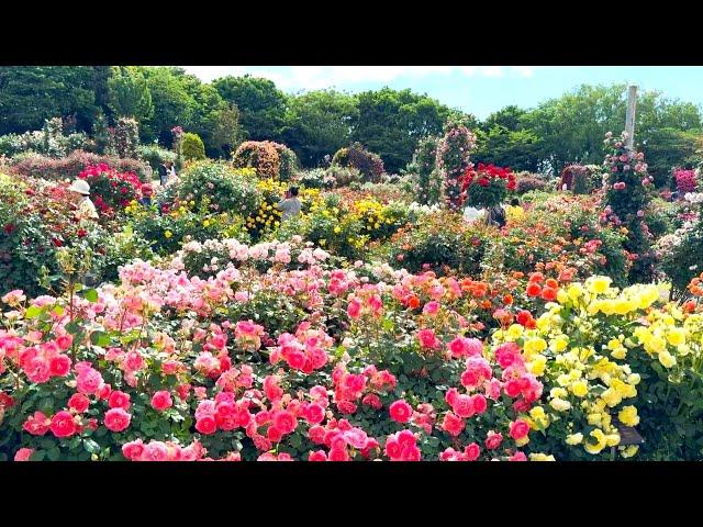 【4K】京成バラ園（千葉県）2024年5月14日の様子  May 14,2024　Spring roses　Japanese rose garden