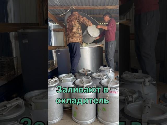 Вот так сдаем молоко#якутия #жизньвдеревне #ферма #кфх #фермерскоехозяйство #молоко