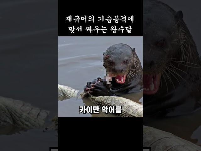 재규어의 기습공격에 맞서 싸우는 왕수달