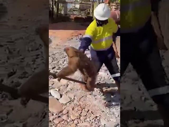 Sloth removal on a construction site! 