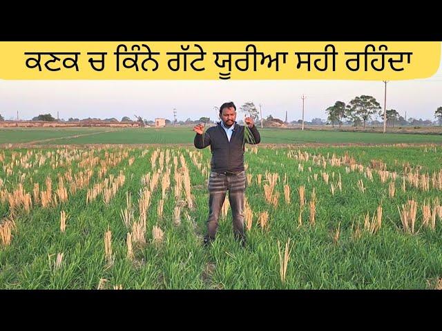 ਕਣਕ ਚ ਕਿੰਨਾ ਯੂਰੀਆ ਅਤੇ ਕਦੋ ਪੂਰਾ ਕਰੀਏ wheat crop nitrogen management