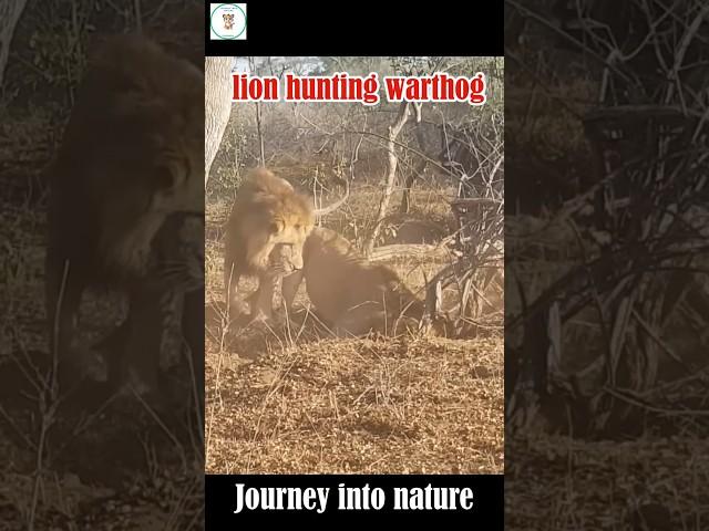 Two Male Lions Dig Out a Warthog: A Thrilling Hunt!