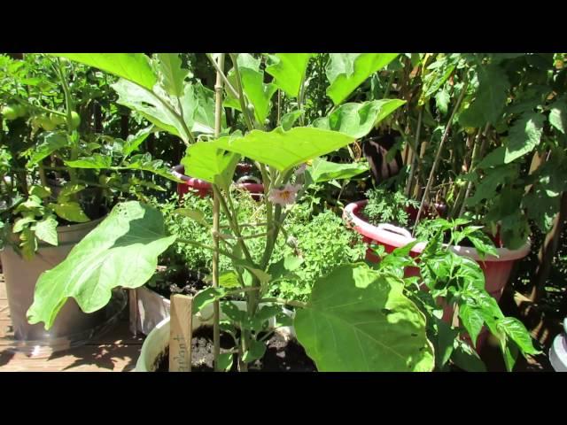 The Basics for Growing Eggplant in Containers - The Rusted Garden 2013