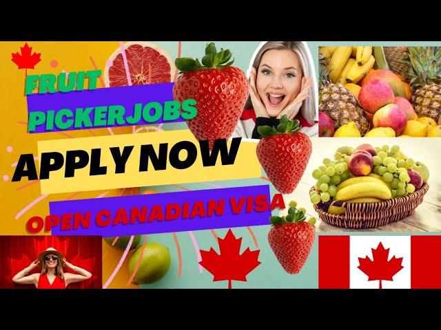 "Fruit Picker Jobs in Canada: How to Apply for a Rewarding Experience''