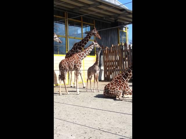 Mere giraf Odense Zoo