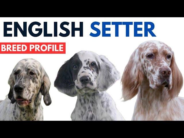 English Setter Profile History - Price - Traits - English Setter Grooming Needs - Lifespan