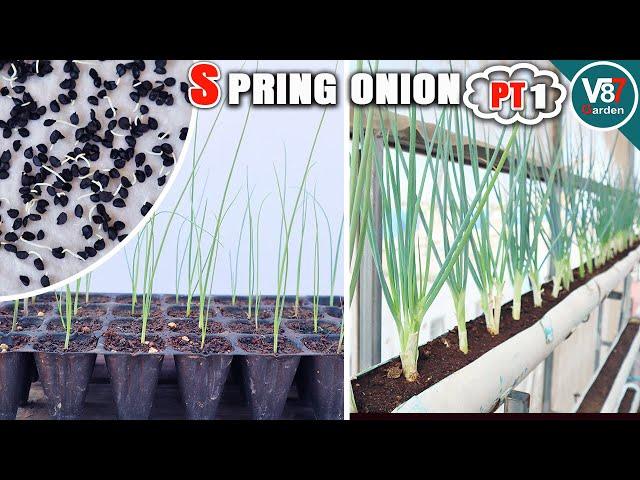 From Seed to Harvest: Growing Spring Onion in PVC Pipe | Easy and Efficient Gardening Tips -Part 1