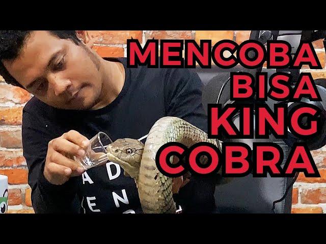 GOKIL! KING COBRA TERBESAR DUNIA MASUK STUDIO GUE (PANGGIL PANJI PETUALANG)