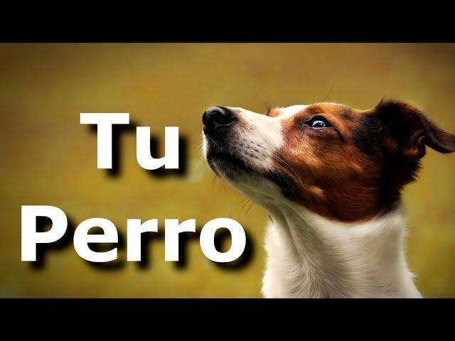 Tu Perro, El perro que va mejor con tu personalidad según tu signo del zodiaco