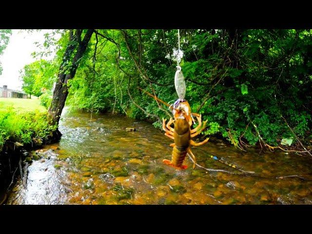 Can't believe I caught this on a Rooster Tail ( small creek loaded with rainbows)