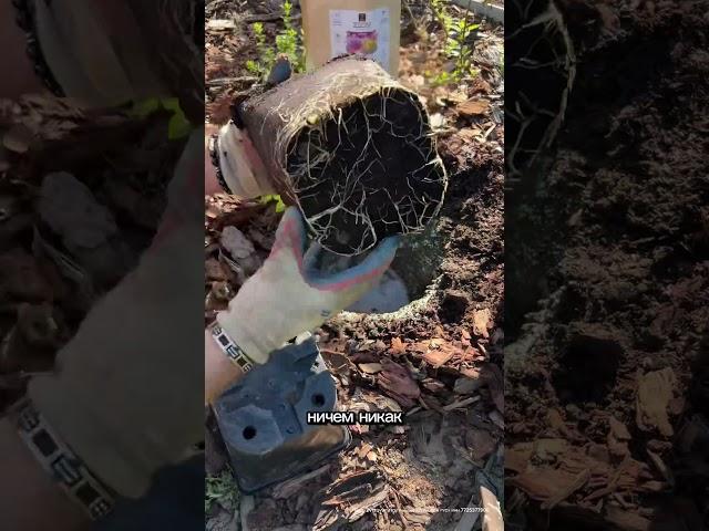 Как правильно посадить пионы #лайфхак #огород #садоводничество #дача #цветы