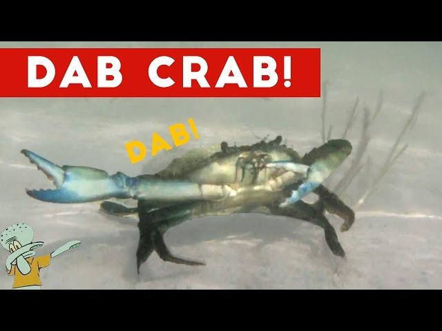 DAB CRAB!!! | Funny Pet Videos