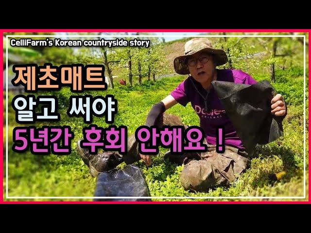 제초매트 뭘로 깔까? 이 영상 보고 결정 하세요 첼리팜 시골이야기 CelliFarm's Korean countryside story