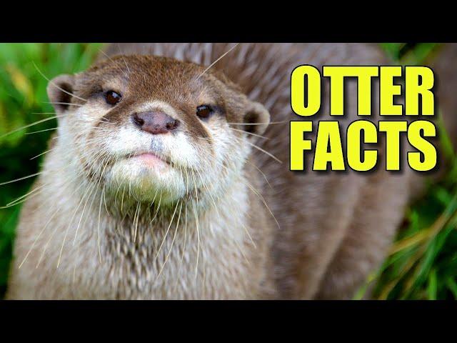 North American River Otter Facts: the NORTHERN OTTER 