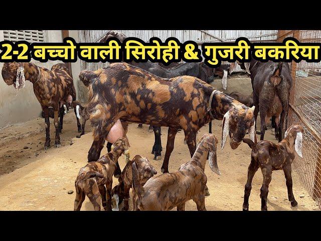 2 बच्चो वाली सिरोही बकरी &￼ pregnant (Rajasthan Goat Farm Ajmer )9783341533