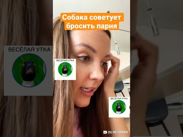 Собака советует бросить парня | Весёлая Утка