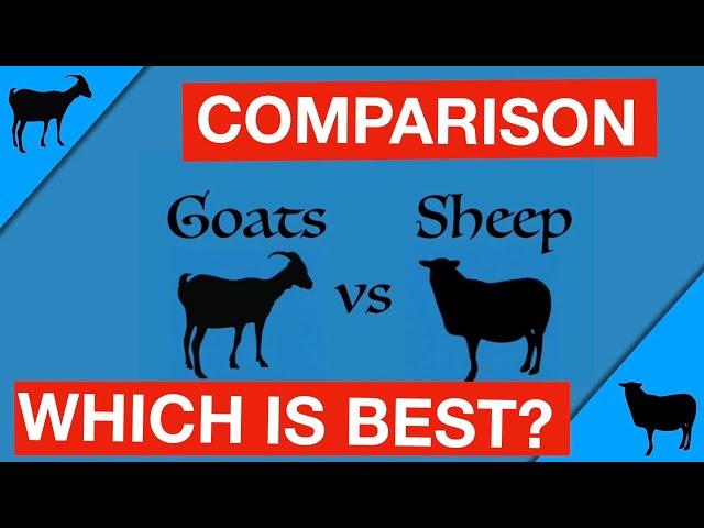 Goats vs Sheep: Which Is Right for You?