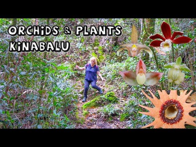 Kinabalu Orchid & Plant Spotting | Borneo Field Trip