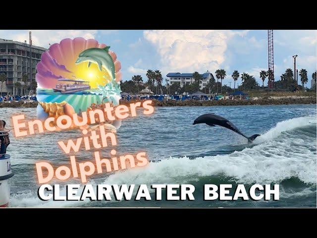 Encounters With Dolphins Boat Tour! Full Experience at Clearwater Beach Tampa Florida