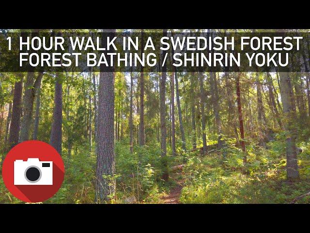 1 Hour Walk in a Swedish Forest - Shinrin Yoku - Slow-TV - Relaxing - 4K 60FPS