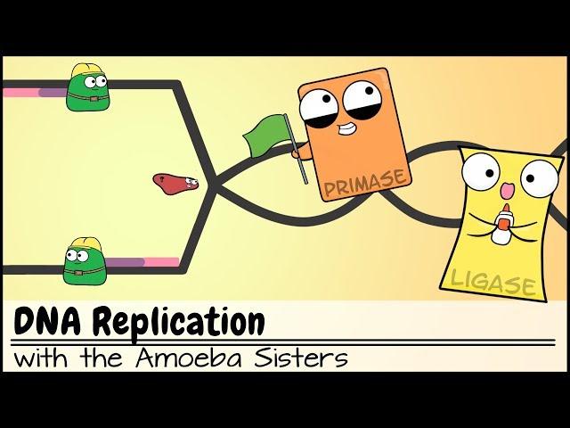 DNA Replication (Updated)