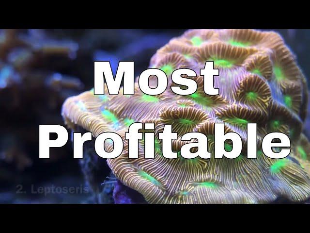 Top 5 Most Profitable Intermediate Corals