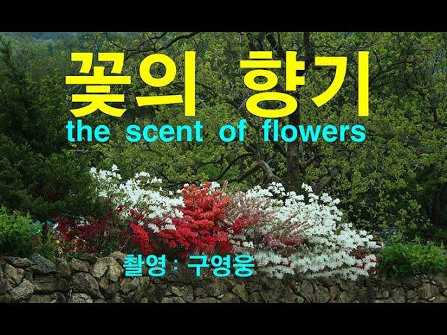 꽃의 향기 - 구영웅 사진 - the scent of flowers - l'odeur d'une fleur - Blumenduft