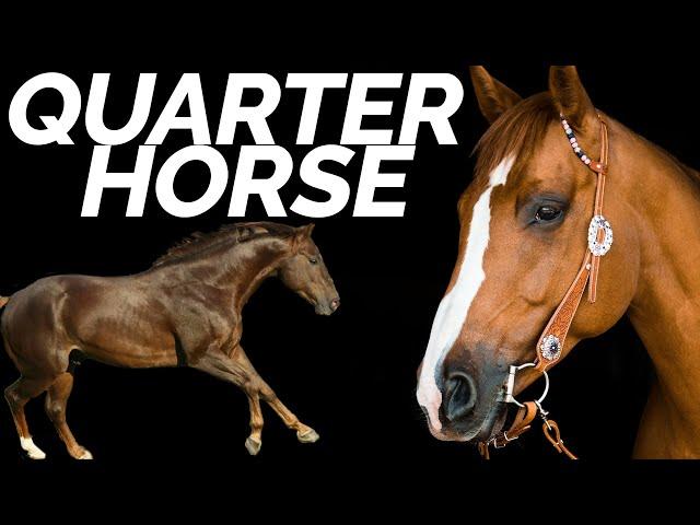 8 Facts You Didn't Know About the American Quarter Horse