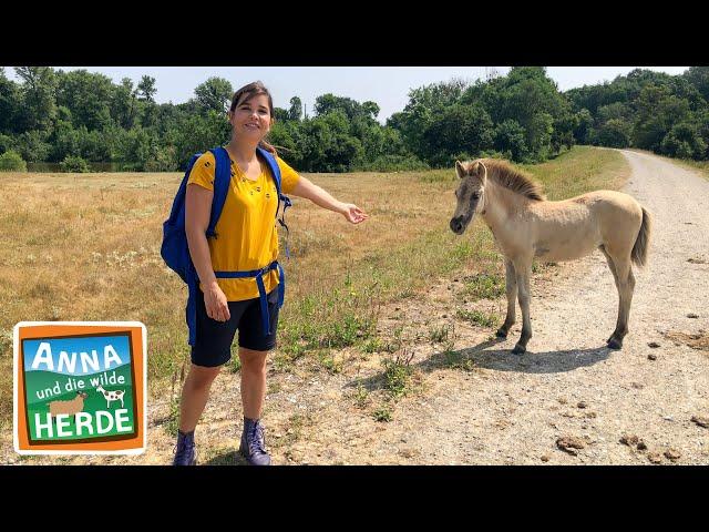 Goldschakal gesichtet | Reportage für Kinder | Anna und die wilde Herde | 03