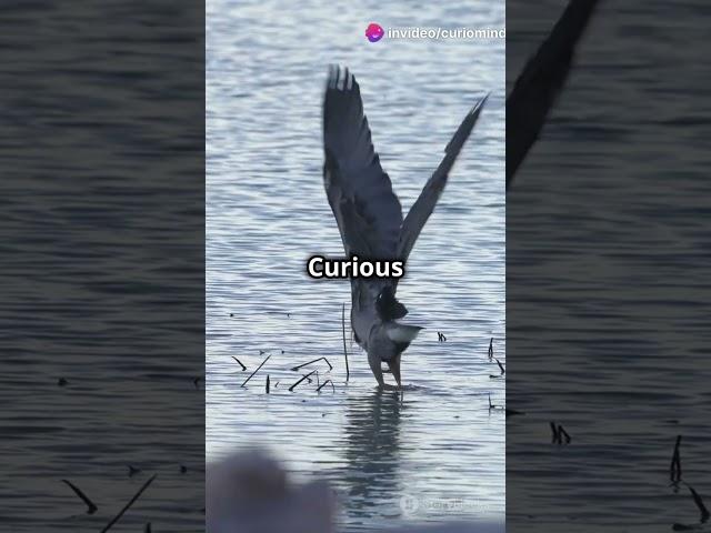 The Genius Bird That Knows How to Fish