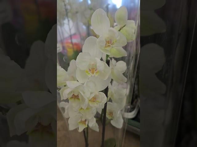 Рига.  Мечта.Урал.  Цветочная база.Riga. Dream. Ural. Flower base.