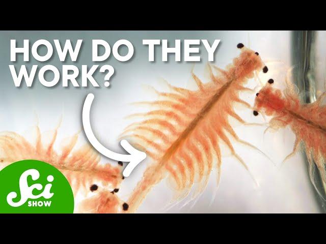 How Do Brine Shrimp Survive In Packaging For Years?