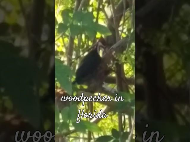 Florida Birds woodpecker  #florida #pleasesubscribe #nature #woodpecker #birds