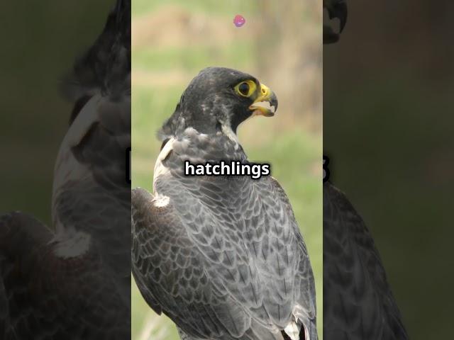 Mind Blowing Facts About Peregrine Falcon!  #falcon #birds #animals #facts #shorts #animallover