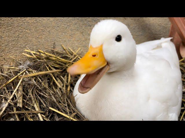 Talkative Piko, Tells Us How to Make a Nest. (Our Pet Call Duck)