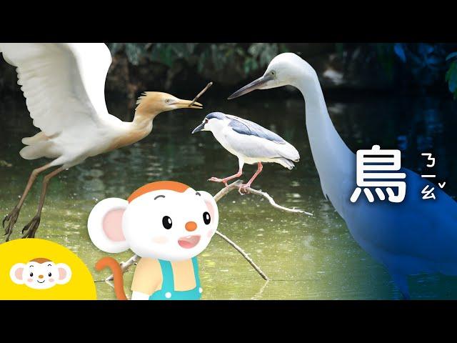 【樂樂帶你探險去】幫大樹先生找醫生，認識鳥朋友與公園裡的動物，撿到小鳥怎麼辦｜小白鷺、黃頭鷺、夜鷺、鴿子｜小行星樂樂TV