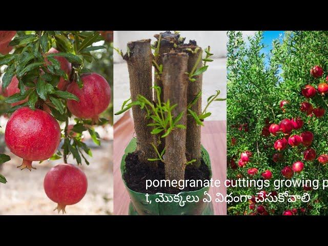 how to pomegranate daanimma plant cuttings grow aloe vera coco peat soil easy mothod daanimma telugu